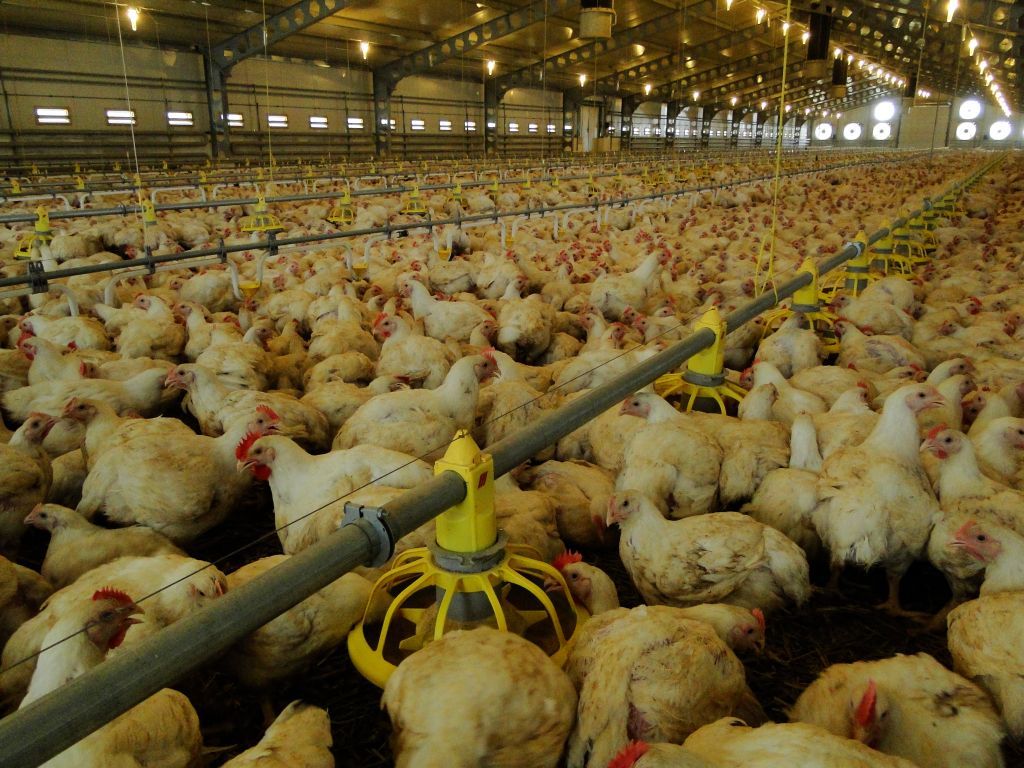 Hoduj z Głową (@hodujzglowa) on Twitter photo Restrykcje KE wobec polskiego drobiarstwa zniszczą ten sektor. Branża nie ma wątpliwości
👇👇👇
agropolska.pl/produkcja-zwie…
<a href="/krd_ig/">KRD-IG</a> <a href="/dobry_drob/">Dobry Drób</a> <a href="/PRolnikow/">Partia Twiterowych Rolników</a> <a href="/TwiterowaD/">Twiterowa Rada Drobiarstwa</a> <a href="/drobiarze/">drobiarze</a> <a href="/beata_161/">Beata161</a> <a href="/fbzpr/">Federacja Branżowych Związków Producentów Rolnych</a> <a href="/indooorek/">ŁukaszO Indooorek🦃🦃🚜🌾</a> <a href="/Hodowca1/">Hodowca</a> <a href="/Hodowca1/">Hodowca</a> <a href="/zbigniew27/">Zbigniew27🦃🐔🌾🚜</a> <a href="/AdamKurowsky/">Adam Kurowsky</a> <a href="/EwaZajaczkowska/">Ewa Zajączkowska-Hernik</a> Restrykcje KE wobec polskiego drobiarstwa zniszczą ten sektor. Branża nie ma wątpliwości
👇👇👇
agropolska.pl/produkcja-zwie…
<a href="/krd_ig/">KRD-IG</a> <a href="/dobry_drob/">Dobry Drób</a> <a href="/PRolnikow/">Partia Twiterowych Rolników</a> <a href="/TwiterowaD/">Twiterowa Rada Drobiarstwa</a> <a href="/drobiarze/">drobiarze</a> <a href="/beata_161/">Beata161</a> <a href="/fbzpr/">Federacja Branżowych Związków Producentów Rolnych</a> <a href="/indooorek/">ŁukaszO Indooorek🦃🦃🚜🌾</a> <a href="/Hodowca1/">Hodowca</a> <a href="/Hodowca1/">Hodowca</a> <a href="/zbigniew27/">Zbigniew27🦃🐔🌾🚜</a> <a href="/AdamKurowsky/">Adam Kurowsky</a> <a href="/EwaZajaczkowska/">Ewa Zajączkowska-Hernik</a>