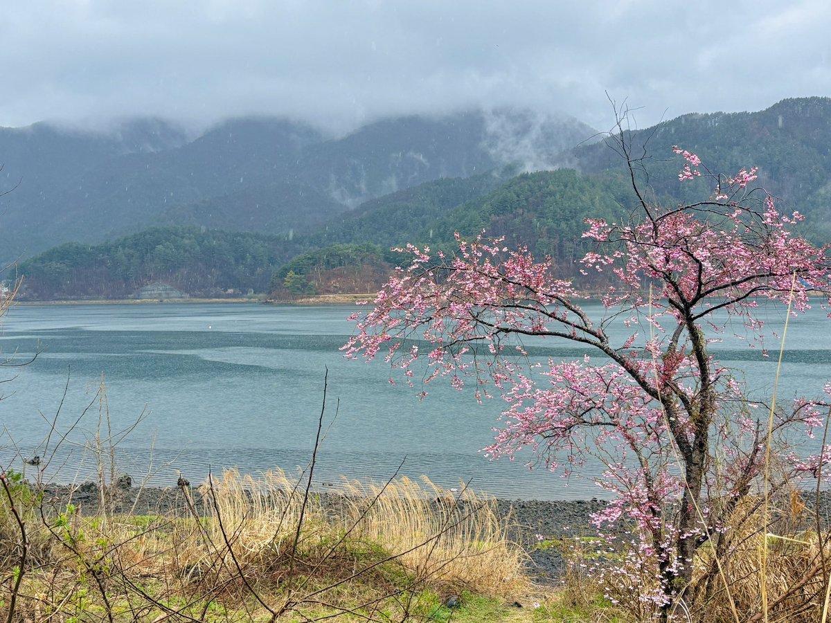 gb_bc_info's tweet photo. 桜と湖のコラボ、最高じゃない？
なんか雨の日も、こういう景色見てると癒されちゃうなぁ〜 https://t.co/tmFVAINxX1