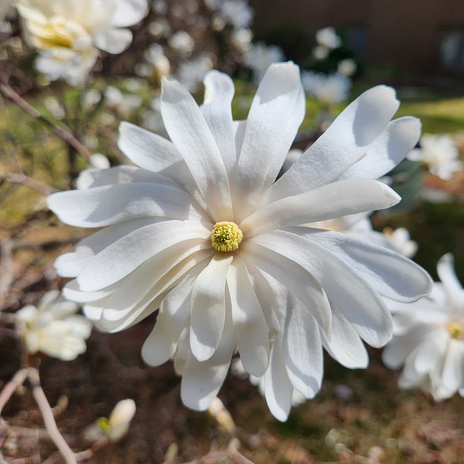 It's Magnolia Time🤍🤍🤍