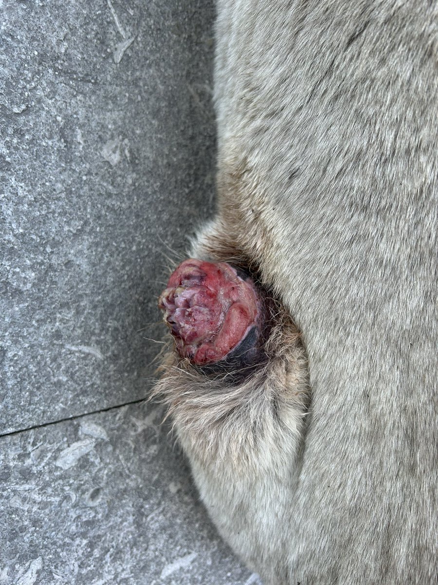 usergecici's tweet photo. İstanbul/Pendik
Kendim burada ikamet etmediğimden tedaviye aldıramıyorum. Tedaviye aldırabilecek gönüllü varsa tedavi masrafları konusunda yardımcı olacağım. Yardım edebilecek gönüllü varsa dm atabilir mi? 
Rt desteği lütfen https://t.co/dVXntfXnW1