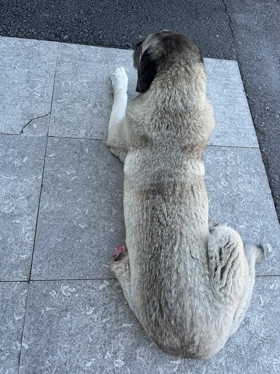 usergecici's tweet photo. İstanbul/Pendik
Kendim burada ikamet etmediğimden tedaviye aldıramıyorum. Tedaviye aldırabilecek gönüllü varsa tedavi masrafları konusunda yardımcı olacağım. Yardım edebilecek gönüllü varsa dm atabilir mi? 
Rt desteği lütfen https://t.co/dVXntfXnW1