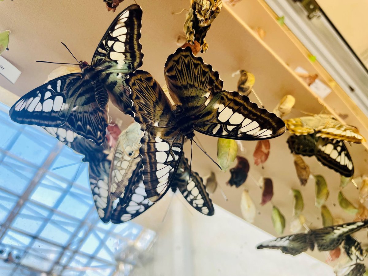 BConservatoryFW's tweet photo. 🦋 𝗖𝗼𝗹𝗼𝗿 𝗶𝗻 𝗠𝗼𝘁𝗶𝗼𝗻: 𝗟𝗶𝘃𝗲 𝗕𝘂𝘁𝘁𝗲𝗿𝗳𝗹𝘆 𝗘𝘅𝗵𝗶𝗯𝗶𝘁 🦋

Through June 22, step into a world of vibrant wings and blooming color!

📅 𝗢𝗽𝗲𝗻 𝗱𝘂𝗿𝗶𝗻𝗴 𝗽𝘂𝗯𝗹𝗶𝗰 𝗵𝗼𝘂𝗿𝘀
🎟 𝗜𝗻𝗰𝗹𝘂𝗱𝗲𝗱 𝘄𝗶𝘁𝗵 𝗴𝗲𝗻𝗲𝗿𝗮𝗹 𝗮𝗱𝗺𝗶𝘀𝘀𝗶𝗼𝗻 https://t.co/9xaidajIA7