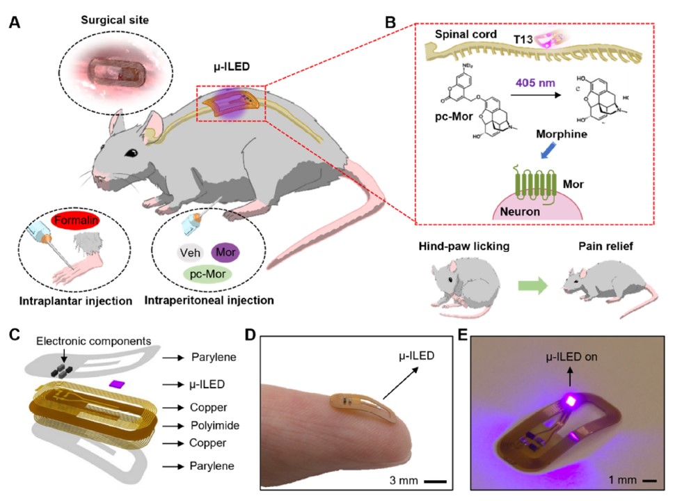 Our paper “Wireless, Battery-Free, Remote Photoactivation of Caged-Morphine for Photopharmacological Pain Modulation Without Side Effects,” just now published in the journal Biosensors and Bioelectronics, introduces an engineering platform that enables optical modulation of pain