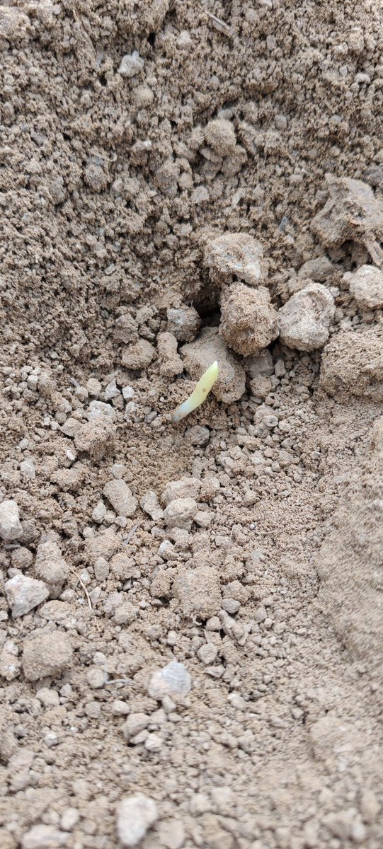 MathildeJonet's tweet image. #Mistermaïs ne va pas tarder à sortir le bout de sa feuille 😅,
Certains rangs de @_MissBetter sont plutôt beau, d&apos;autres la levée est très irrégulière, dû à un travail trop motteux... 😔😢.
@Vivescia
@Cristal_Union