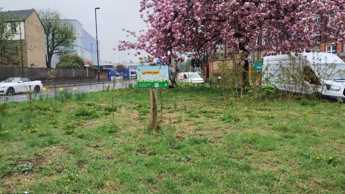 OurBellGreen's tweet photo. Updated images. The blossom is out, the daffs and dandelions and these hyacinths are flowering, the trees are leafing and hopefully the recent rain will activate the wildflower seeds. #bellgreen #se26 #sydenham #guerillagardening #anarchy #LetsPushThingsForward https://t.co/bQWipeE7WG
