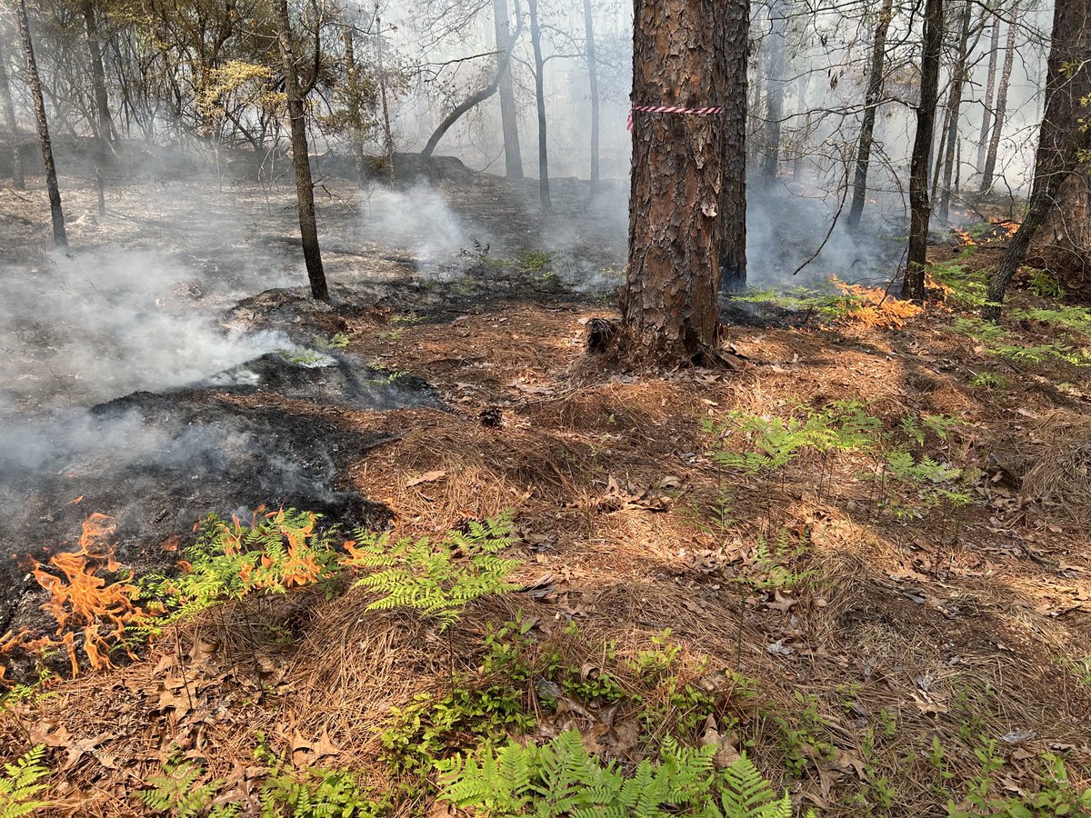 Seth W. Bigelow, Ph.D. (@bigelowseth) on Twitter photo We had such a great day yesterday testing ideas for easing the shock of reintroducing fire to longleaf pine stands that had not been burned in 85 yr. <a href="/AuburnU/">Auburn University</a> <a href="/talltimbers1958/">Tall Timbers Research Station and Land Conservancy</a> <a href="/usfs_srs/">Southern Research</a> We had such a great day yesterday testing ideas for easing the shock of reintroducing fire to longleaf pine stands that had not been burned in 85 yr. <a href="/AuburnU/">Auburn University</a> <a href="/talltimbers1958/">Tall Timbers Research Station and Land Conservancy</a> <a href="/usfs_srs/">Southern Research</a>