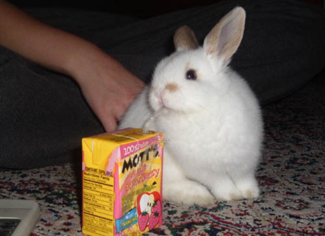 forestdruiddyke's tweet photo. bunny fact!
did you know that bunnies can has a sip of whatever you're drinking? doesn't matter what it is! bunny can has a sip! https://t.co/YX3K2AcqRl