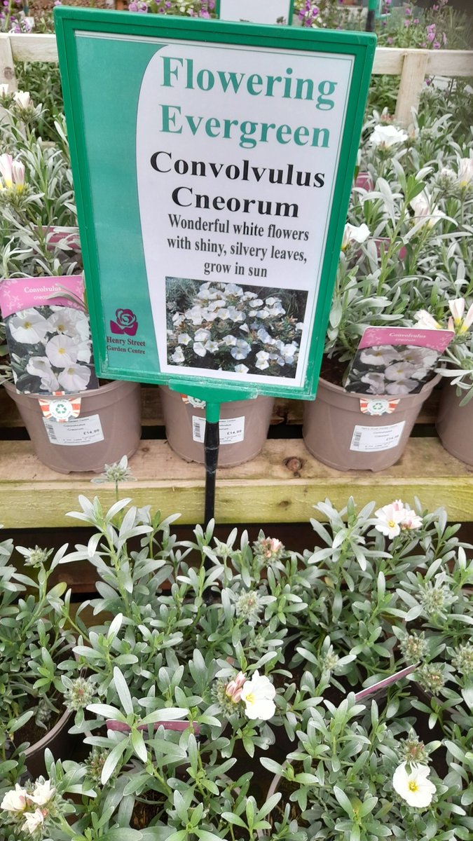 Convulvulus cnoerum - fantastic evergreen. Beautiful white flowers offset against glorious silver foliage. Great for fill sun. £14.99 each.