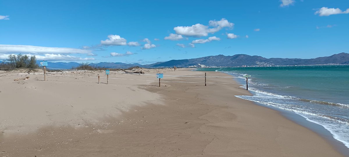 SilviaPaneque's tweet image. 🌿 El Parc Natural dels Aiguamolls de l’Empordà reforça la protecció de la Reserva Natural Integral de les Llaunes amb el tancament anual d’un tram de la platja de Can Comas.

👉 Preservem la biodiversitat, protegim els seus hàbitats.

#Empordà #Biodiversitat