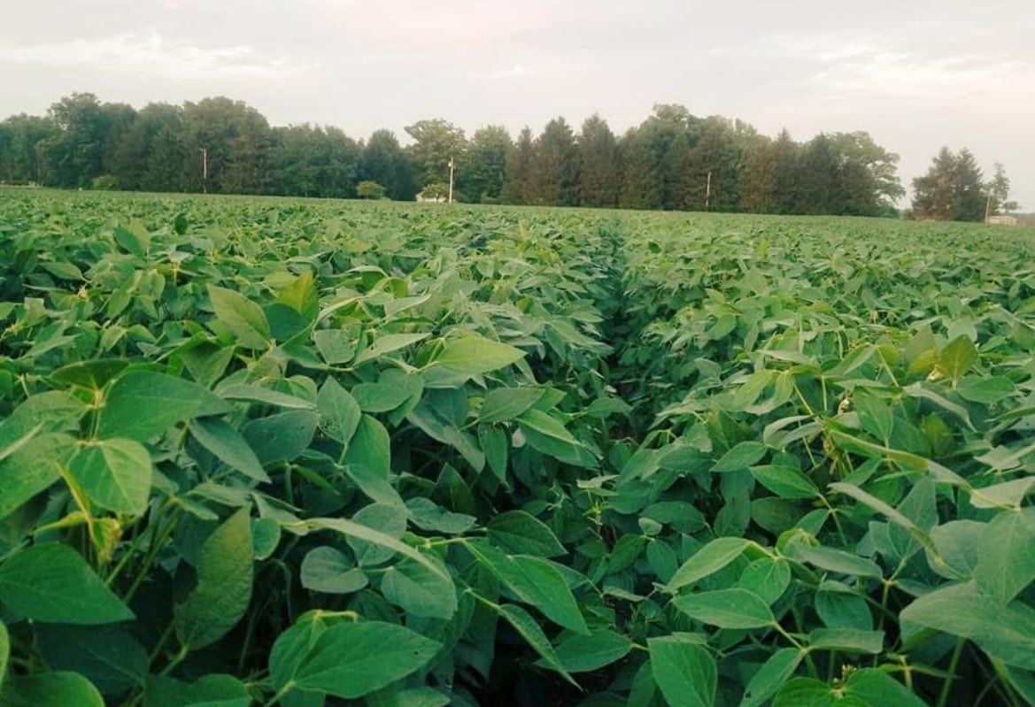 Getting our relay planter set up today for a Wednesday and Thursday run ahead of the next rain delay.   I was looking for a photo for <a href="/FredVLarsen/">Frederik V. Larsen</a> and ran across these Relay beans from 2019 and 2020
