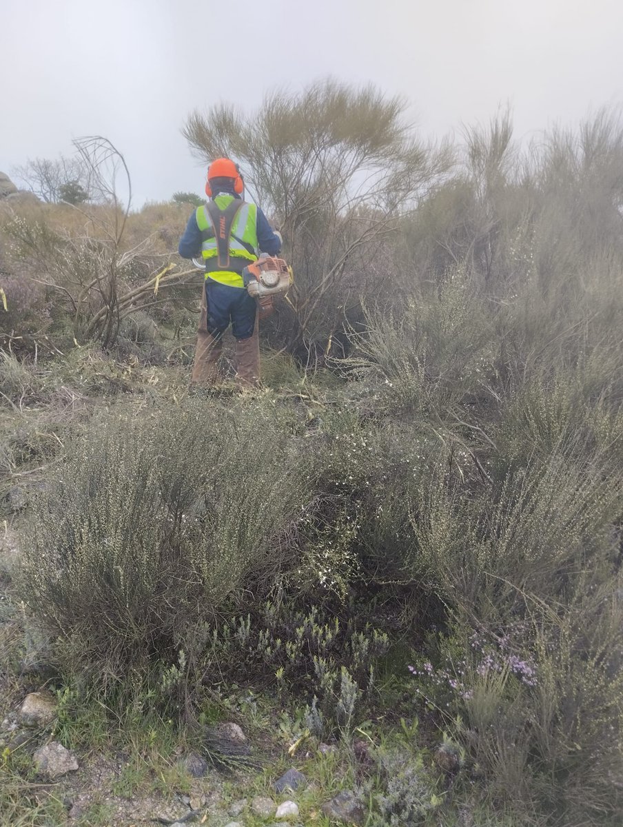GOClimaforest's tweet image. Prevención de incendios forestales en Valle del Jerte. Junto al Ayuntamiento de Piornal se planifican y ejecutan fajas auxiliares junto a las carreteras para eliminar combustible forestal y usar los caminos como infraestructuras preventivas.
