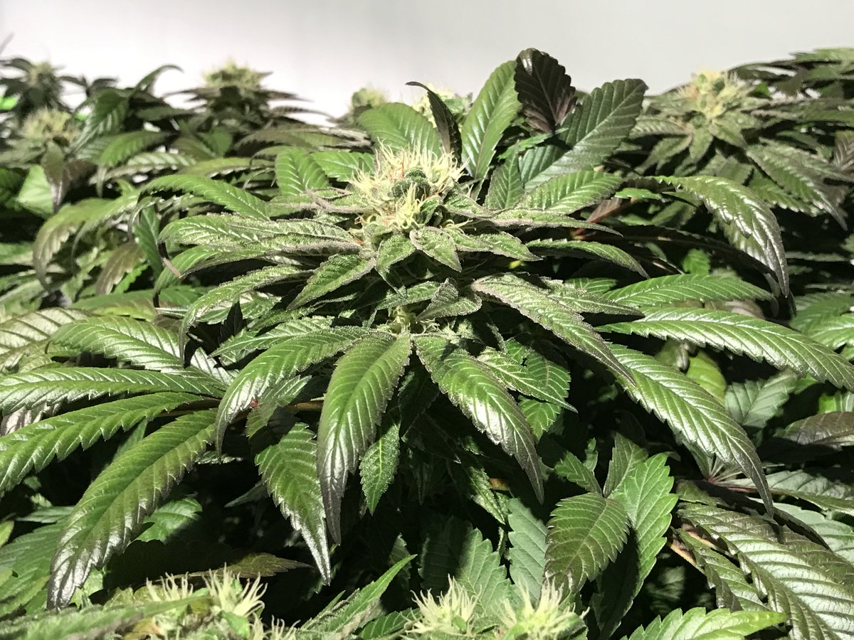 DCSeedExchange's tweet photo. Looking for the perfect nighttime relaxation? 

#strayfox Kitty Cat Skunk has arrived! This beautiful cross of Duke Diamond's Polecat ([Chemdog91 x Skunk 1] x Dominion Skunk) x Carbon Killerz (BURNOUT SKUNK stray cut x SKUNK KILLERZ stray cut) delivers frosty fuel skunk tops with hints of earthy pine and clove. 

Expect easy growth and medium feeding. With extreme bag appeal, mind appeal, and potential healing properties, this super resinous and mold-resistant hybrid is a winner!

⚖️ Type: Indica / Sativa Hybrid
⏱️ Flower: 8-9 weeks (Outdoor: Mid Sept - Early Oct)
🌳 Yield: Medium-Heavy
🪴 Area: Indoor/Outdoor
📈 Stretch: .5-1x
♀️ 12 Feminized Photoperiod Seeds per pack!

Snuggle up with Kitty Cat Skunk and grab your pack today!
