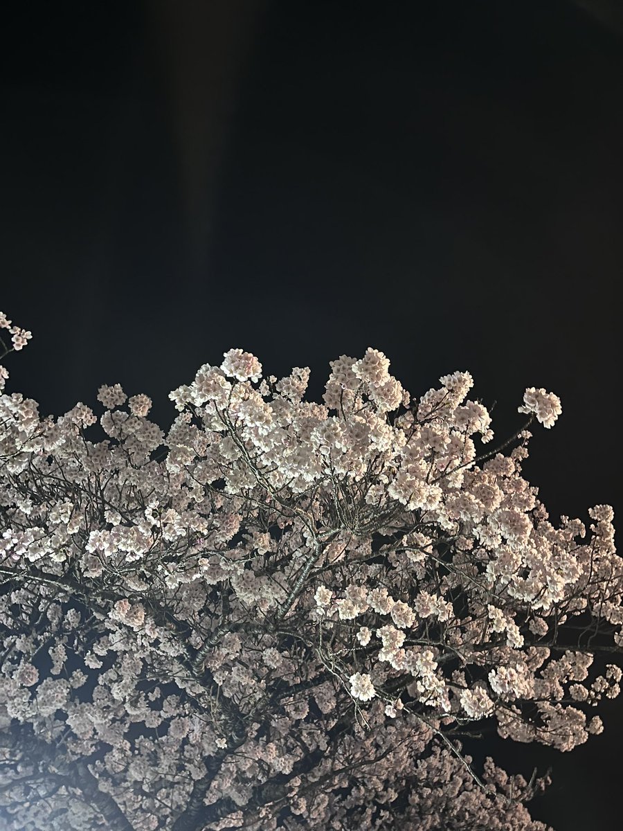 _maristo_'s tweet photo. アリストと桜、外れかけリップを添えて
色んなとこに桜見に行った幸❣️🌸 https://t.co/03sXwsuDoh