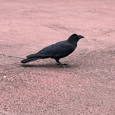 3y_tyda's tweet photo. #新しいプロフィール画像
都会にいた 鳥 https://t.co/RphEWOg69a