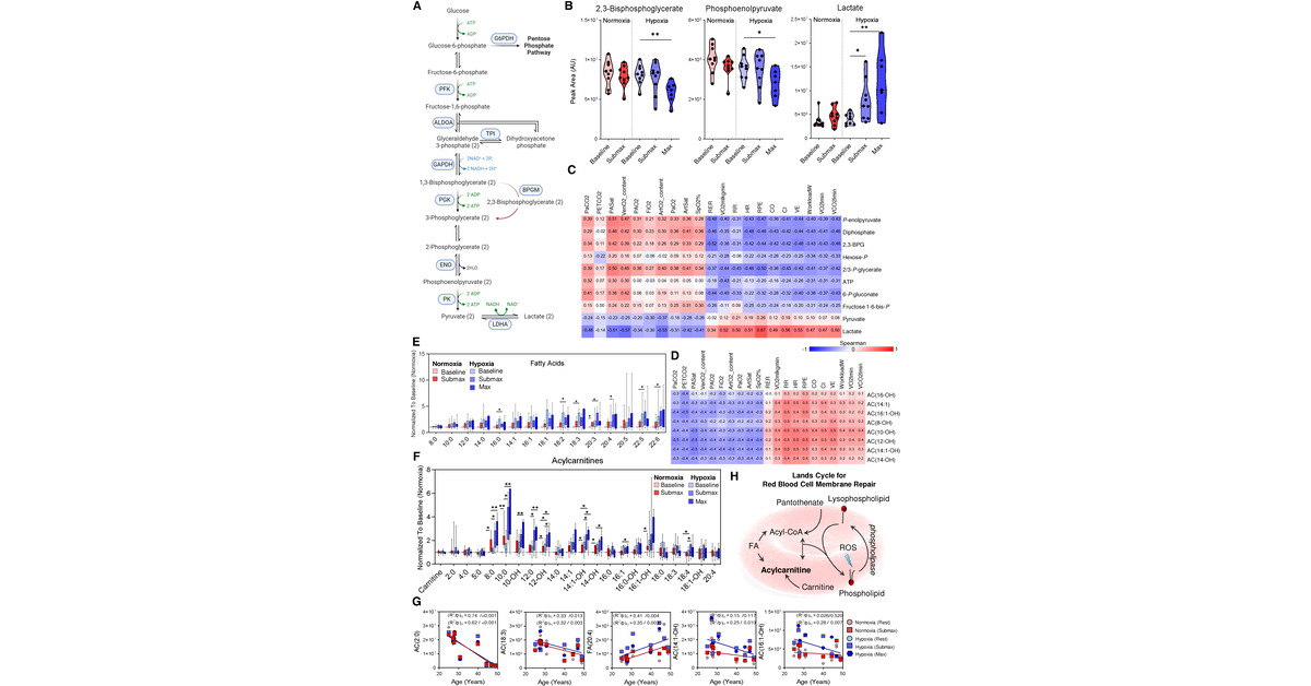 ATS Red Journal (@ajrcmb) on Twitter photo Red Blood Cell Metabolic Responses During Acute Hypoxic Exercise in Healthy Adults
Red blood cells in healthy humans demonstrate changes in acylcarnitines and 2,3-BPG during acute hypoxic exercise
<a href="/ShelleyForbes_/">Shelley Forbes</a>
<a href="/TimLahm/">Tim Lahm</a>
<a href="/travisnemkov/">Travis Nemkov</a>
<a href="/atscommunity/">American Thoracic Society (ATS)</a>
🔗 tinyurl.com/yc4b8tvu Red Blood Cell Metabolic Responses During Acute Hypoxic Exercise in Healthy Adults
Red blood cells in healthy humans demonstrate changes in acylcarnitines and 2,3-BPG during acute hypoxic exercise
<a href="/ShelleyForbes_/">Shelley Forbes</a>
<a href="/TimLahm/">Tim Lahm</a>
<a href="/travisnemkov/">Travis Nemkov</a>
<a href="/atscommunity/">American Thoracic Society (ATS)</a>
🔗 tinyurl.com/yc4b8tvu