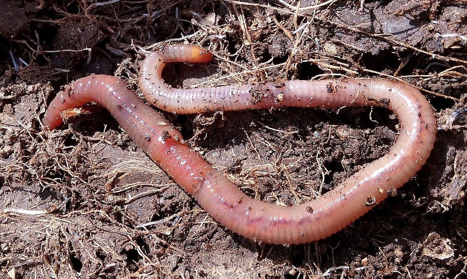 Join us at our upcoming Live Demo: Composting - Wormeries

📅17th April
⏲️2pm
💻 on Zoom
🪱How to build and maintain a simple wormery for your garden and harvest liquid gold.
🔗Register Now:trellisscotland.org.uk/civicrm-event/…
