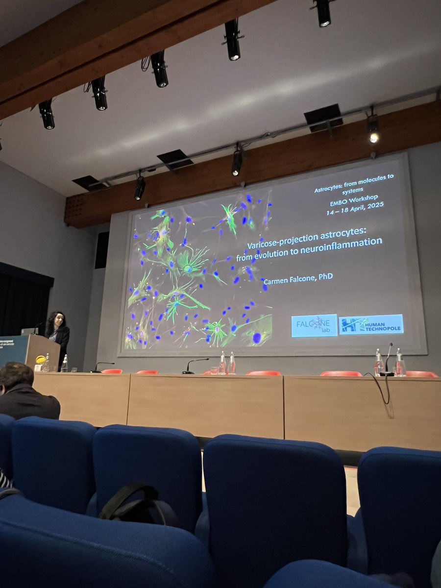 VanessaCasha's tweet image. Gorgeous talk yesterday from my dear friend @CarmenFalcone6 at #EmboAstrocytes on VP astrocytes and their connection to neuroinflammation/neuropathology. So pleased to join you in Italy and see this beautiful work presented firsthand. Can’t wait to see what’s next for #falconelab