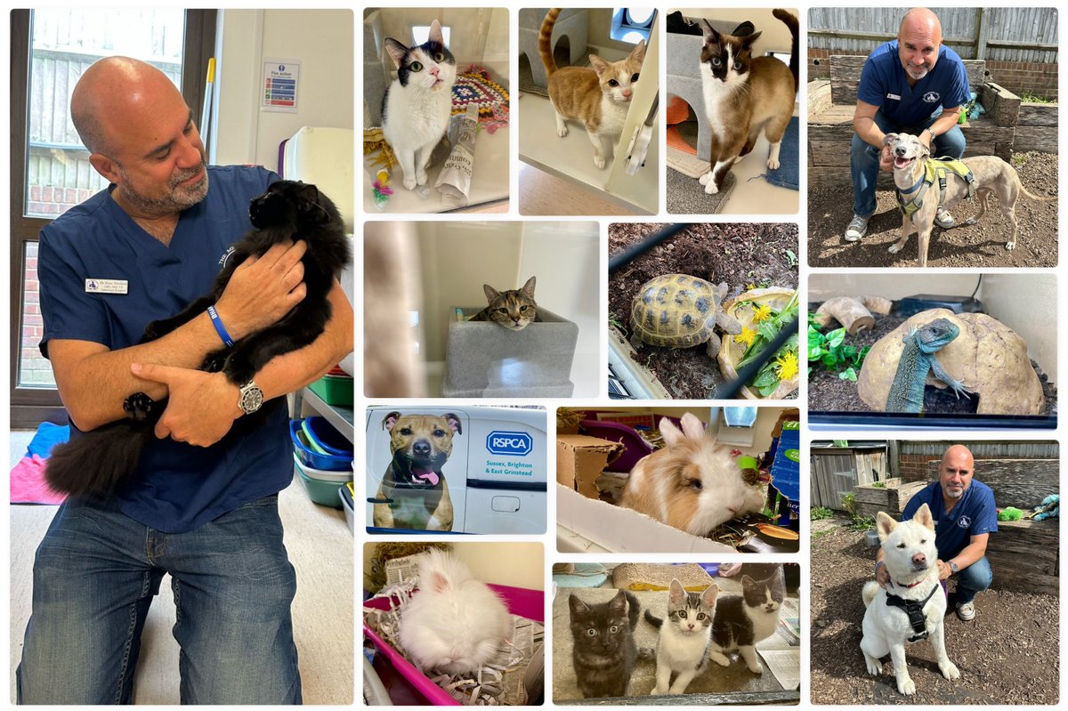 Marc Abraham OBE (@marcthevet) on Twitter photo Popped into <a href="/RSPCABrighton/">RSPCA Brighton</a> to meet some of the amazing animals currently up for adoption. If you can provide a loving home for King Louie, Crystal, Spencer, or any of the other little legends, please visit rspca-brighton.org.uk & fill out a perfect match form! #AnimalWelfare Popped into <a href="/RSPCABrighton/">RSPCA Brighton</a> to meet some of the amazing animals currently up for adoption. If you can provide a loving home for King Louie, Crystal, Spencer, or any of the other little legends, please visit rspca-brighton.org.uk & fill out a perfect match form! #AnimalWelfare