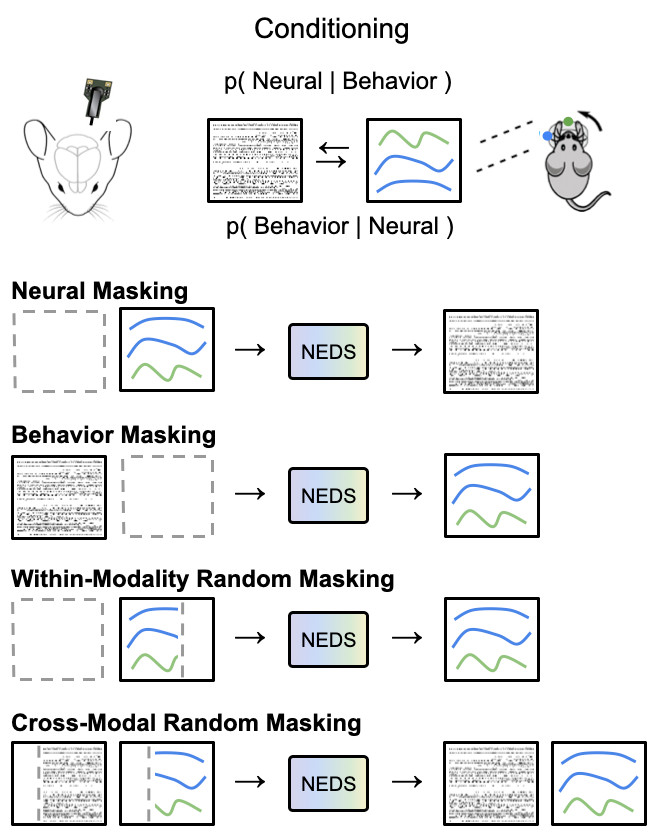 Another step toward a foundation model of the mouse brain: "Neural Encoding and Decoding at Scale (NEDS)"  
Trained on neural and behavioral data from 70+ mice, NEDS achieves state-of-the-art prediction of behavior (decoding) and neural responses (encoding) on held-out animals.