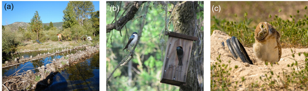 ConBiology's tweet image. Goss et al share that #Research on #allogenicengineer mimicry lags behind that of #autogenicengineers despite showing promise for restoring degraded #ecosystems.🦫 Are you interested in learning more? Find their full article at doi.org/10.1111/cobi.7…
#conservation #wordoftheweek
