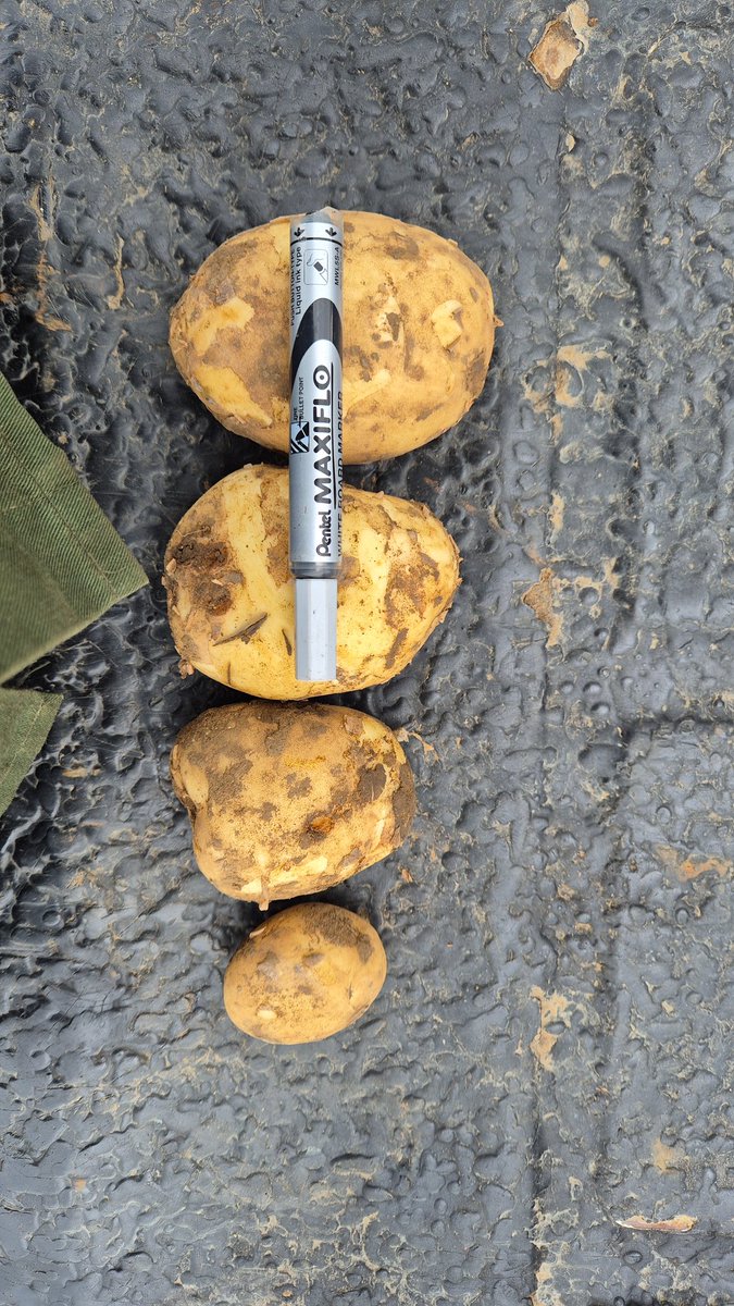 MMavusoo's tweet image. As we continue to do chemicals programs we also check the skin set and quality
#Young_Potato_Farmer
#MCV