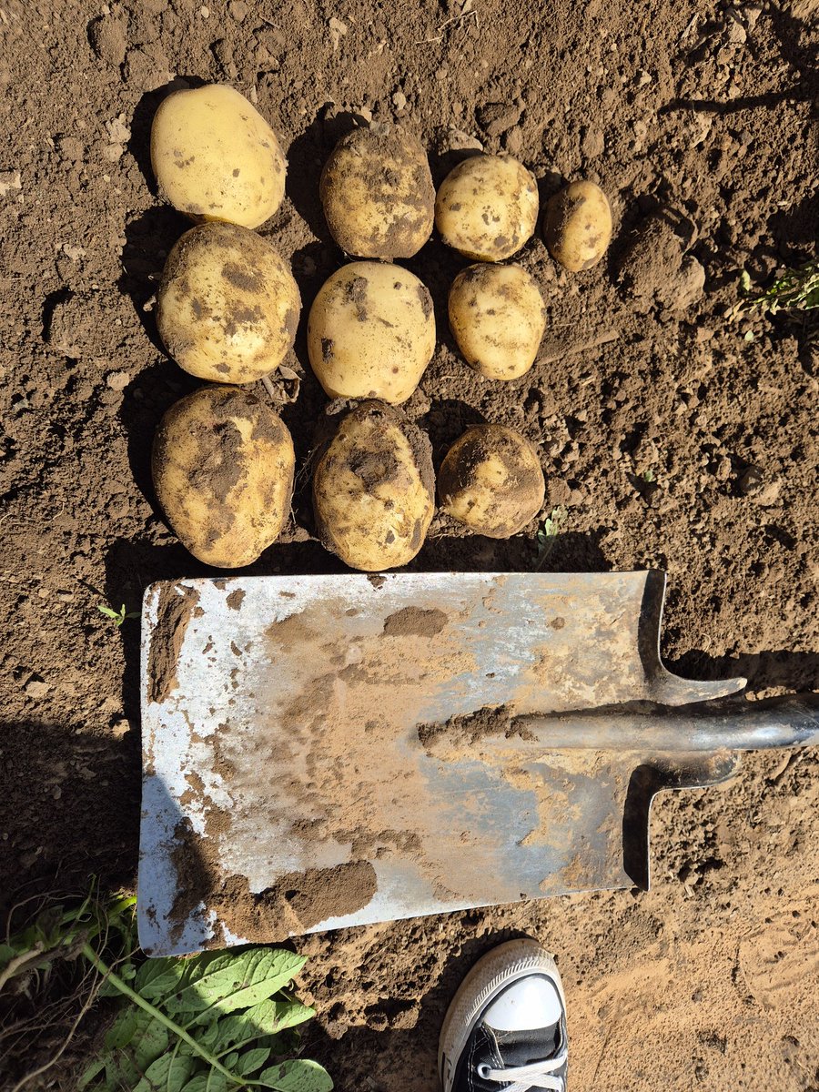 MMavusoo's tweet image. As we continue to do chemicals programs we also check the skin set and quality
#Young_Potato_Farmer
#MCV
