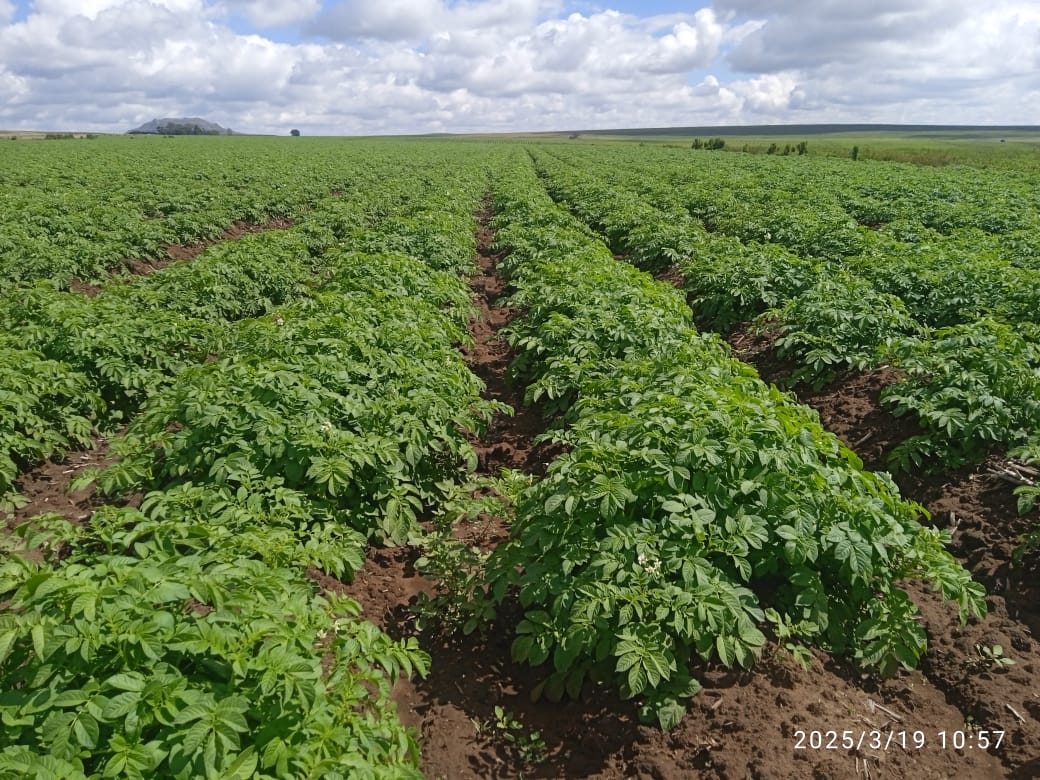 MMavusoo's tweet image. As we continue to do chemicals programs we also check the skin set and quality
#Young_Potato_Farmer
#MCV