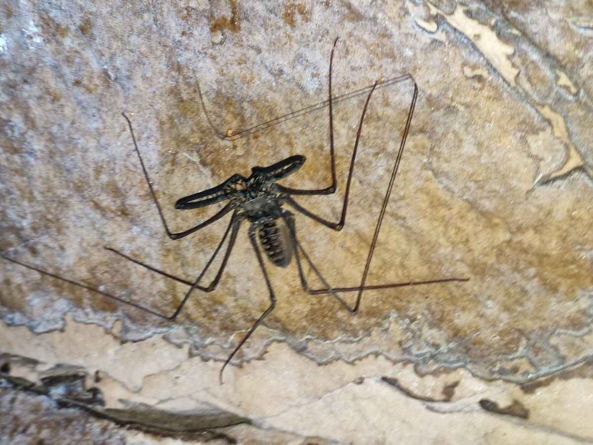 Carlos Lasso tweet media