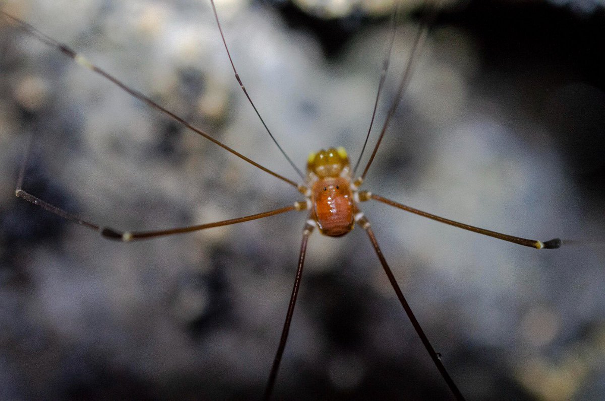 Arácnidos cavernícolas de Colombia: más de 100 especies (arañas, opiliones, amblipigidos, pseudoescorpiones y otros), con más de 60 no descritas. Pronto: Villarreal et al📕 Biodiversidad cavernícola Colombia <a href="/U_ElBosque/">Universidad El Bosque</a> <a href="/inst_humboldt/">Instituto Humboldt</a> <a href="/espeleocol/">Asociación Espeleológica Colombiana - ESPELEOCOL</a>