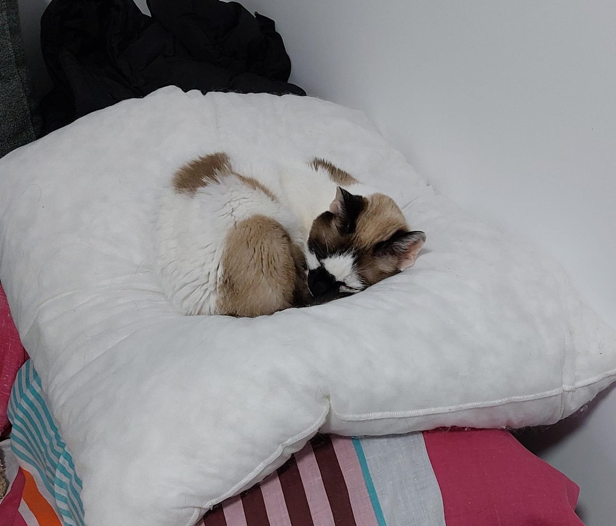 Kelly Hada tweet media