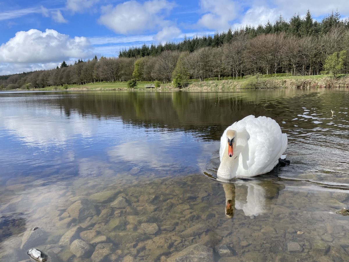 Calm day at Woodburn Forest. ⁦<a href="/bbcniweather/">BBC NI Weather</a>⁩ ⁦<a href="/WeatherCee/">Cecilia Daly</a>⁩ ⁦<a href="/WeatherAisling/">Aisling Creevey</a>⁩ ⁦<a href="/Louise_utv/">Louise Small</a>⁩ ⁦<a href="/BBCWthrWatchers/">BBC Weather Watchers</a>⁩