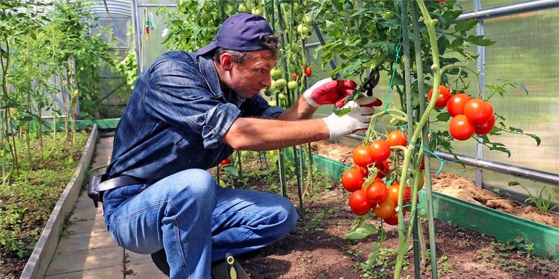 How to start growing tomatoes in a greenhouse

climapodgreenhouses.com/blogs/greenhou… 

#tomato #greenhouse #groworganic #gyo #gardening