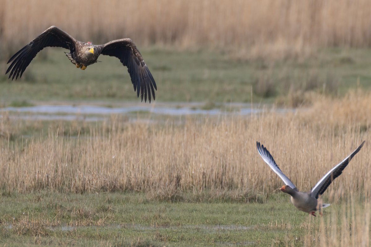 Mark Wright tweet media