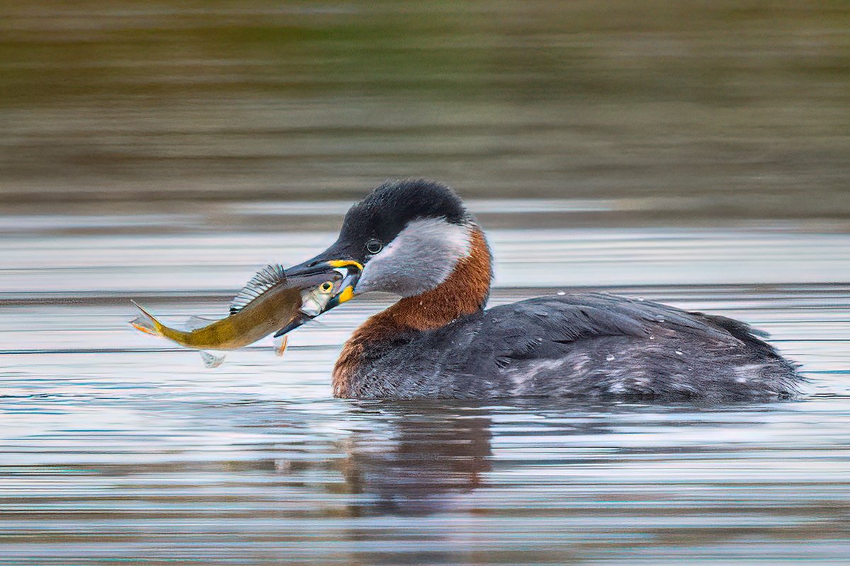 Red-necked Grebe....now three weeks on from my last visit the transformation to summer plumage looks almost complete.