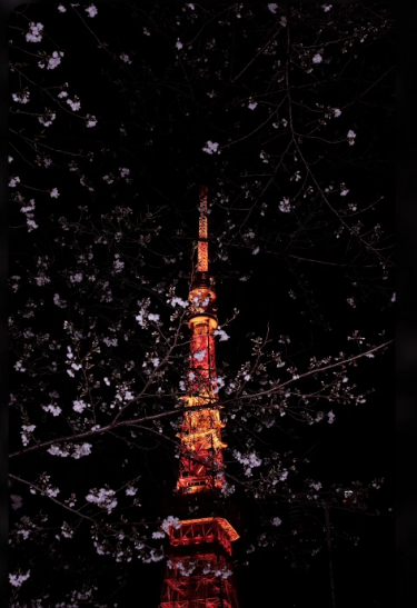 夜の東京タワーは優しく桜の枝に囲まれ、ライトアップされた姿はまるで夢のようです！