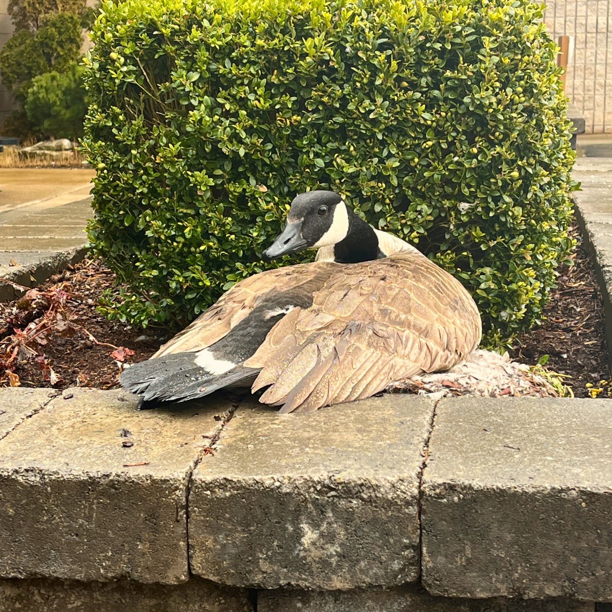 CavalierTool's tweet image. Meet Becky!

The Coolest Goose you&apos;ve ever seen. 

She&apos;s back for a seventh year to lay her eggs at Cavalier Tool HQ 🛡️

Check out Cavalier Tool on LinkedIn for the full scoop on this one-of-a-kind member of The #CavalierArmy
