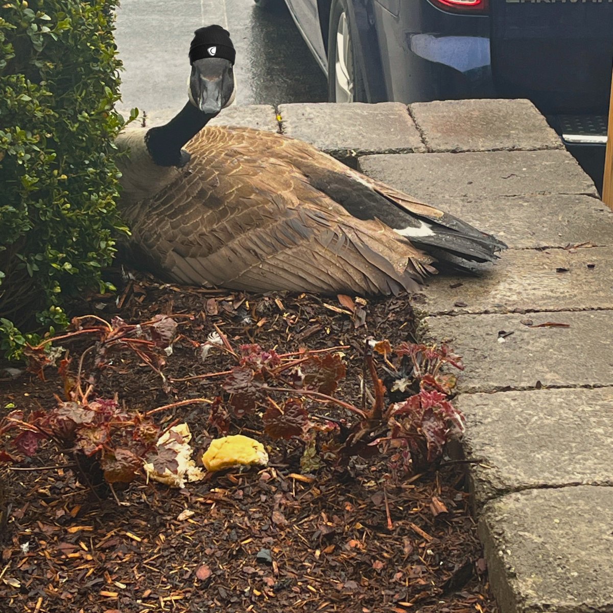 CavalierTool's tweet image. Meet Becky!

The Coolest Goose you&apos;ve ever seen. 

She&apos;s back for a seventh year to lay her eggs at Cavalier Tool HQ 🛡️

Check out Cavalier Tool on LinkedIn for the full scoop on this one-of-a-kind member of The #CavalierArmy
