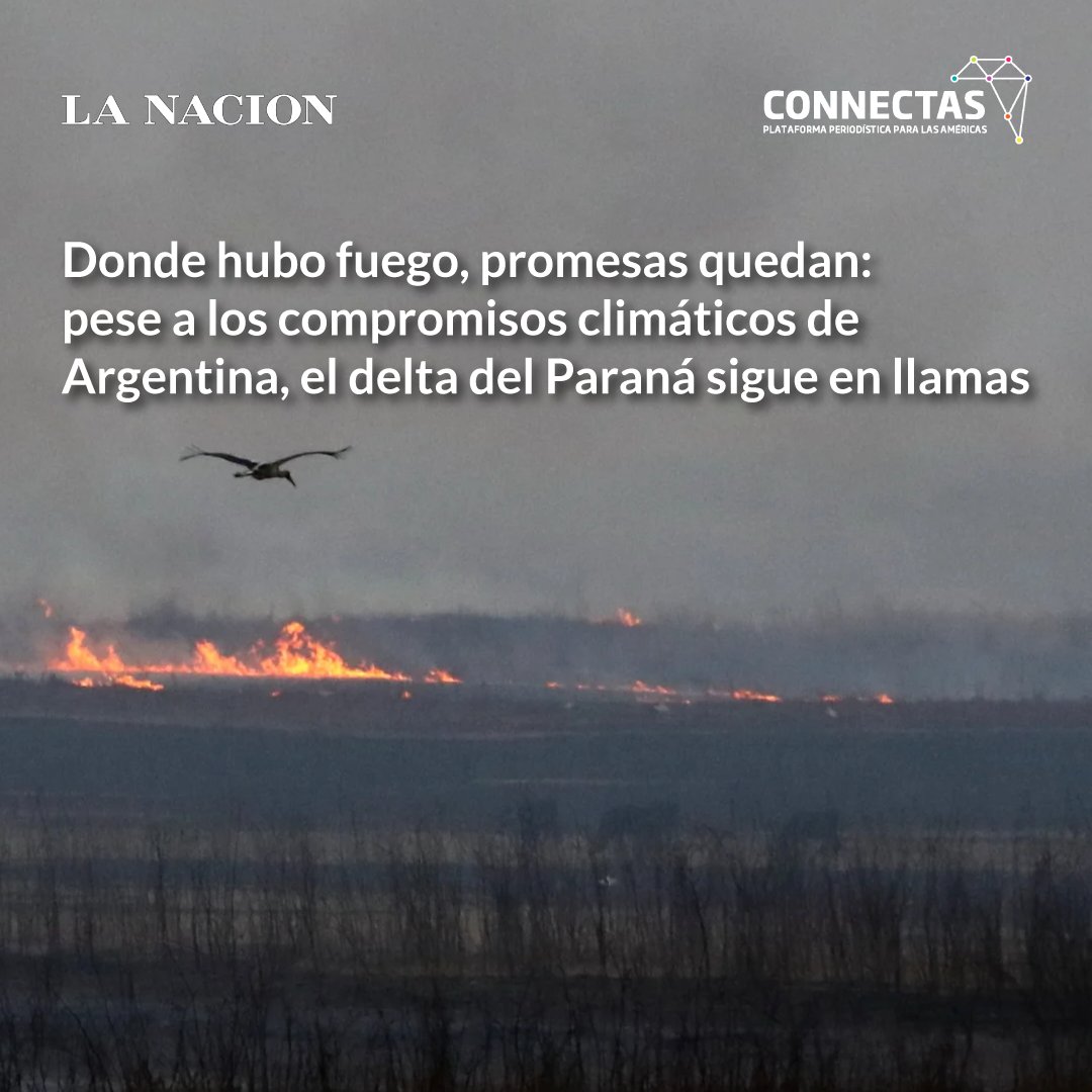 🔥 Donde hubo fuego, promesas quedan: 17 años después, el delta del Paraná sigue ardiendo.

¿Qué está pasando? #ArdeDeltaParaná

📝 Un reportaje de <a href="/NadiaLuna88/">Nadia Luna 💚</a>.

Descubre más aquí. 👇🏽
connectas.org/especiales/inc…