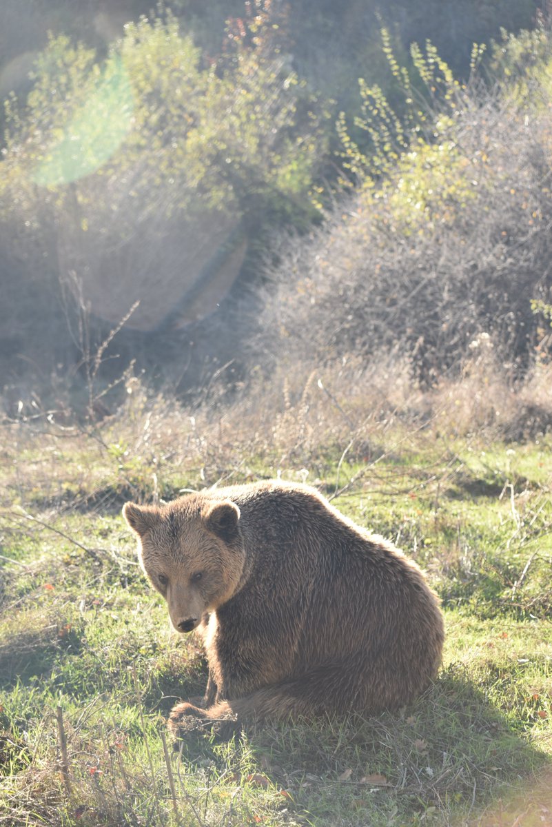 FOURPAWSUSA's tweet photo. This means we are down to our #FabFive:

Mark from BEAR SANCTUARY Arbesbach
Masha from BEAR SANCTUARY Domazhyr
Mira, Tomi, and Hana from BEAR SANCTUARY Prishtina

With this being Mark’s second-ever hibernation, he faces some stiff competition particularly from Team Prishtina, which has the highest number of competi-bears still in the running for the crown.

However, this year’s #MarchNapness is one for the history books as Mark, Hana, and Masha have all surpassed their S.N.O.R.E. (Sleepiest Nap on REcord) from last year.