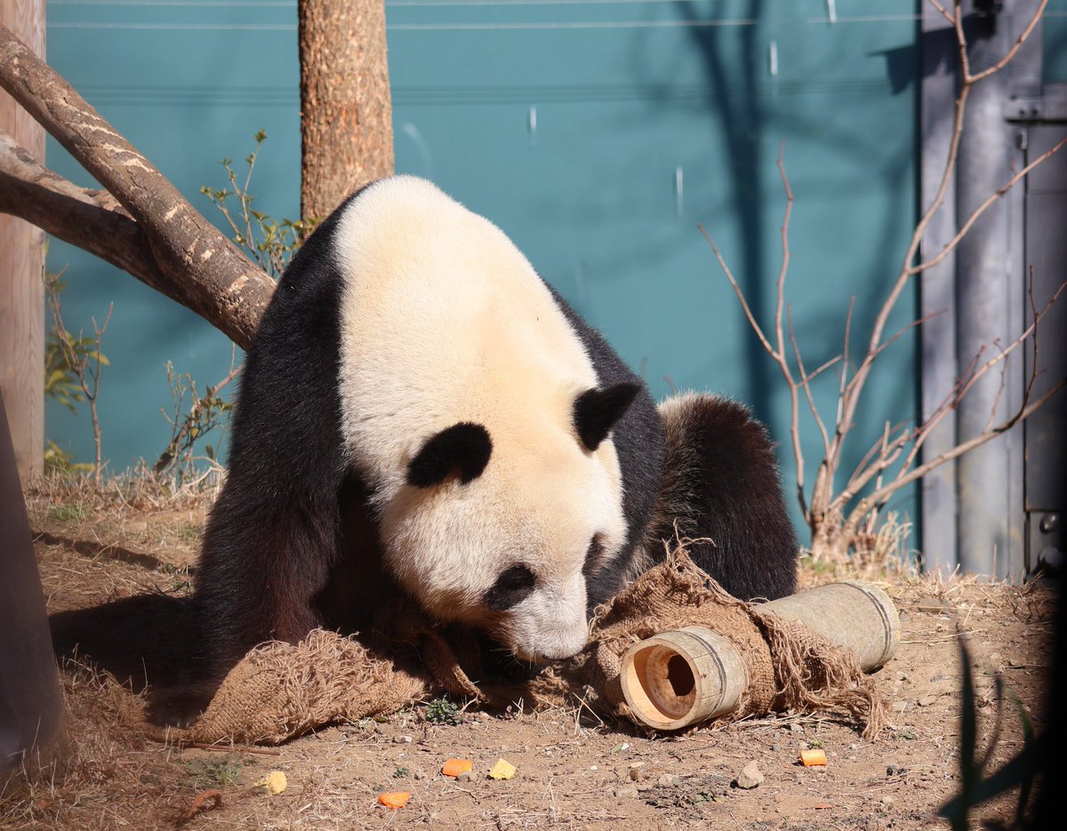 レイちゃん4歳のお誕生日おめでとう🎉これからも健やかに、そして素敵なレディに成長していってね❣️
2025.1撮影
#松坂屋上野店すくすくパンダ写真展