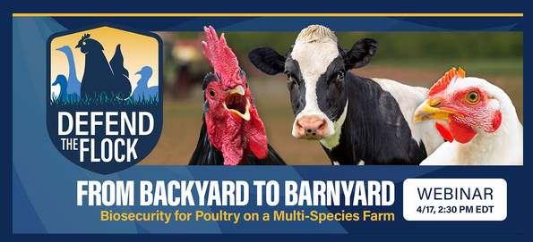 Whether you're a commercial poultry producer or raising a backyard flock, this HPAI webinar is for you. Join <a href="/USDA_APHIS/">USDA Animal and Plant Health Inspection Service</a> on April 17 at 1:30 p.m./CST to hear how you can protect your flock on a multi-species farm. Register at zoomgov.com/webinar/regist….