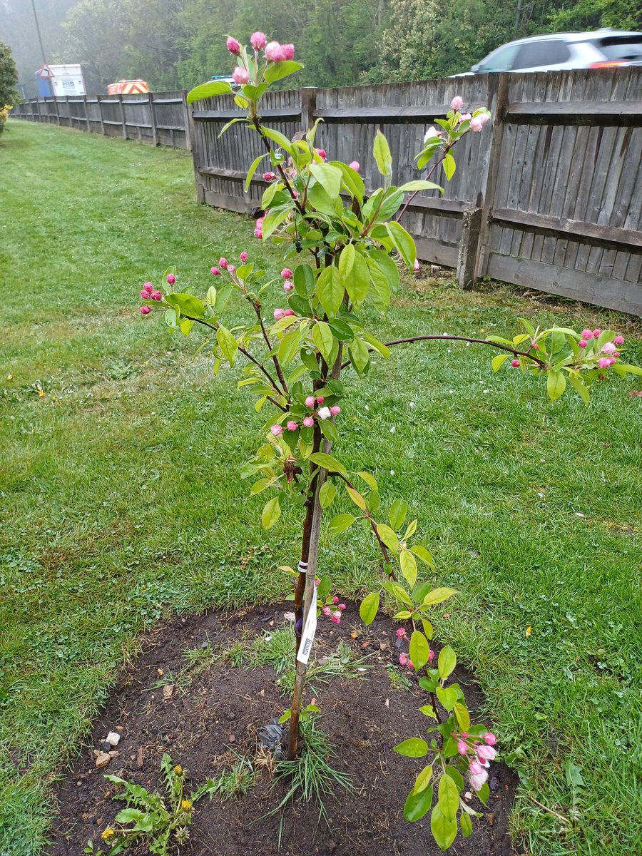 handsofmagic's tweet image. It's doing well, now it has flowers. #TreeClub