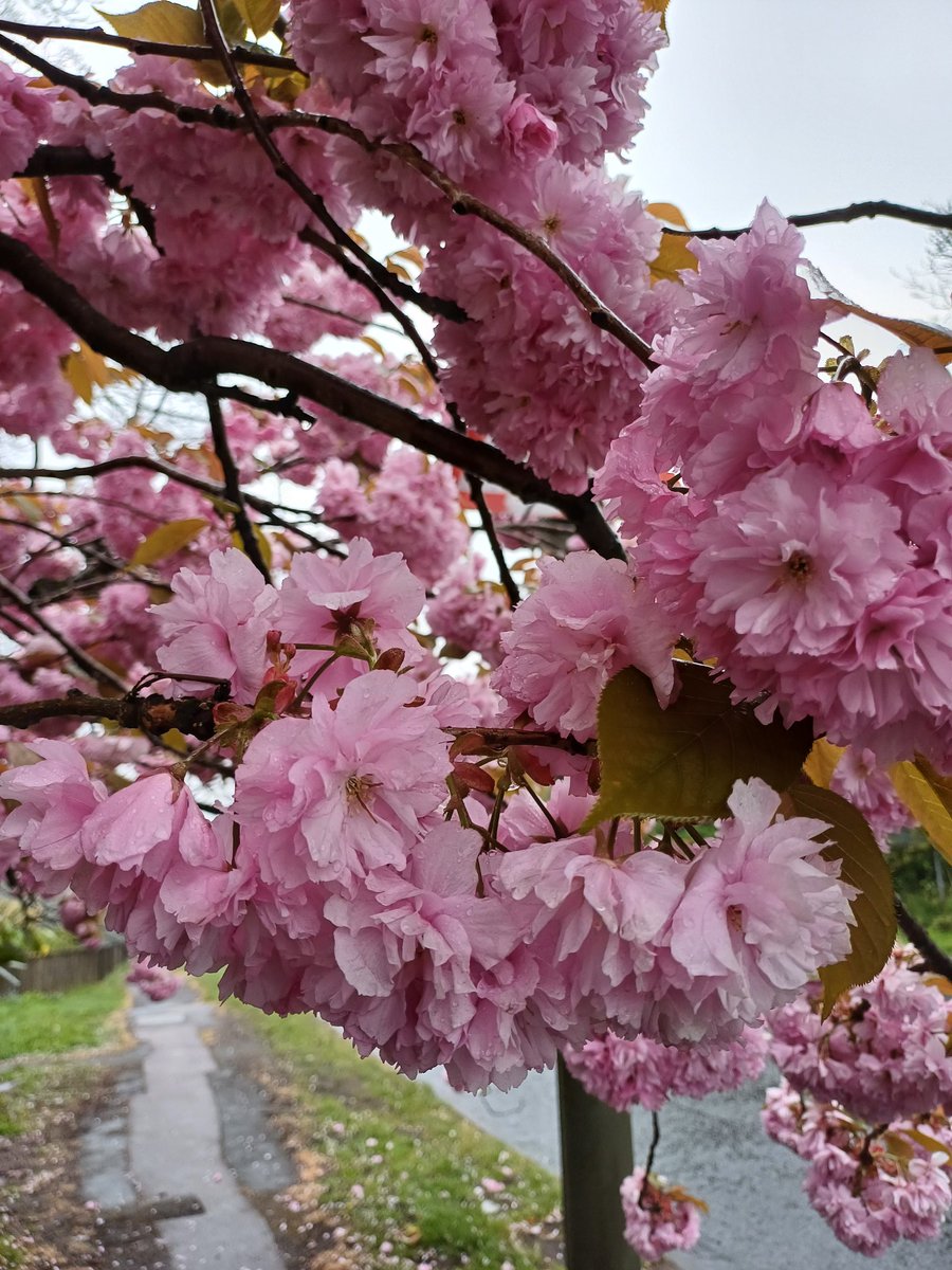 handsofmagic's tweet image. It was a wet, miserable morning walking home from work. This tree cheered me up ... even if the weight of the rain in the flowers meant I had to limbo under the branches. #TreeClub