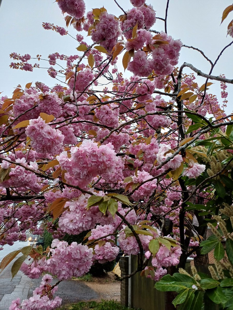 handsofmagic's tweet image. It was a wet, miserable morning walking home from work. This tree cheered me up ... even if the weight of the rain in the flowers meant I had to limbo under the branches. #TreeClub