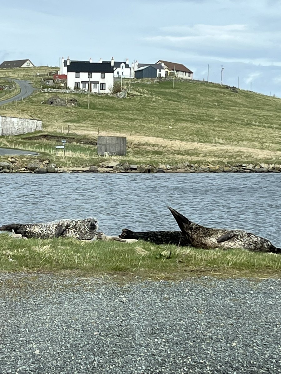Yes! Look closely! A baby seal! What an absolute privilege! Shetland has been a joy from start to finish. Will be sad to say goodbye tomorrow! 🙏🥹#FondFarewells #Nature #environment #blessed
