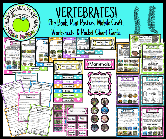 AndHomegrown's tweet photo. Working on Animal Classification? Here is your perfect companion on teaching your students all about vertebrates!  https://t.co/6oePculYtH #Homeschool #Teaching #AnimalClassification #Biology #Printables #TeachersPayTeachers https://t.co/L4A86Q4Xde