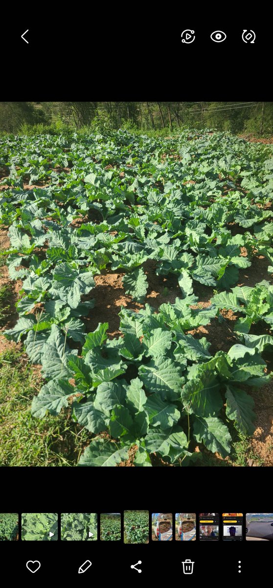 Sir. Kavoi tweet media