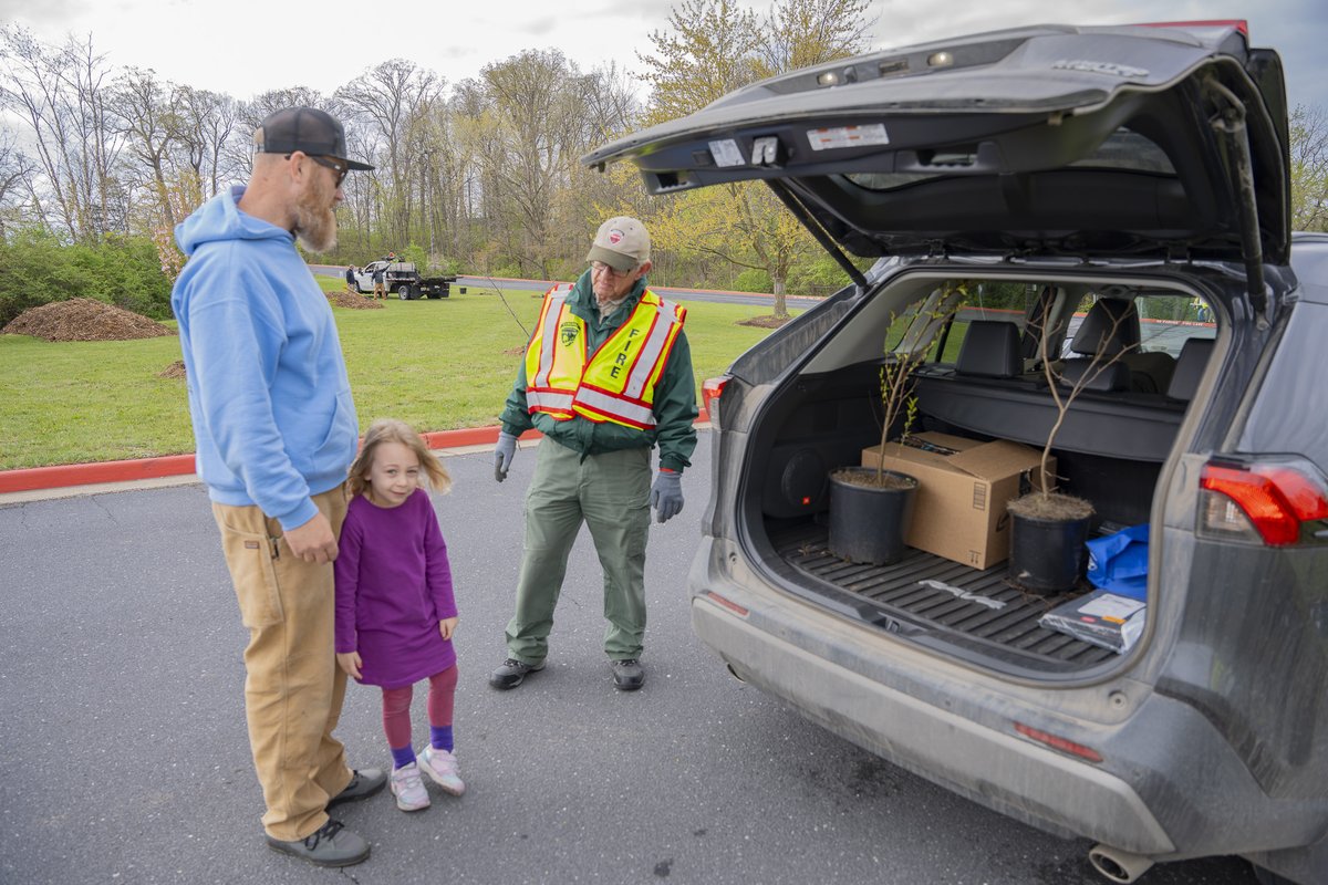 Many native trees went to good homes last Saturday during our third Callery pear exchange in Harrisonburg. Participants removed invasive Callery pear trees and had their choice of free native replacements, including fringetree, serviceberry, redbud, river birch, and dogwood.