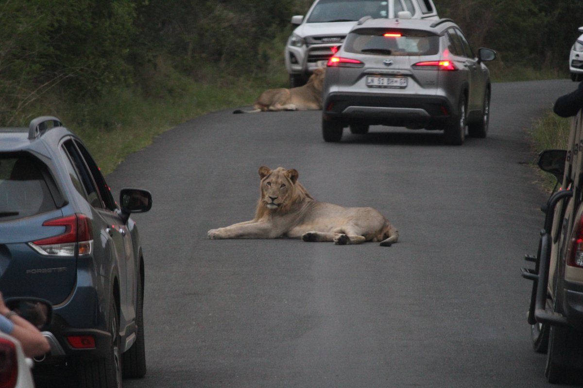 Journal of Animal Ecology (@animalecology) on Twitter photo “Our review provides a framework to better understand & predict animal movements & distributions in human-modified environments. Exciting opportunities now available to advance the movement ecology field into a more predictive science..” 🦁 buff.ly/1qVZTS0
<a href="/SaraGomez1326/">Sara Gomez</a> “Our review provides a framework to better understand & predict animal movements & distributions in human-modified environments. Exciting opportunities now available to advance the movement ecology field into a more predictive science..” 🦁 buff.ly/1qVZTS0
<a href="/SaraGomez1326/">Sara Gomez</a>