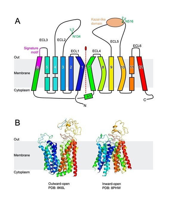 PharmRevJournal's tweet image. Organic anion transporting polypeptides (OATPs) are membrane transport proteins that facilitate the cellular uptake of various substances.
🔗 Dive deep into the basic biology, pharmacology and toxicology of OATPs: doi.org/10.1016/j.phar…. #PharmRev @KUMC_GME